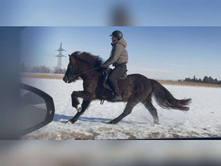 Pony Islandese Giumenta 12 Anni 138 cm Baio in Teisendorf