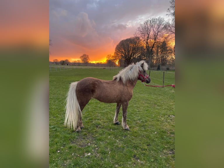 Pony Islandese Giumenta 12 Anni 138 cm  in Kaufungen