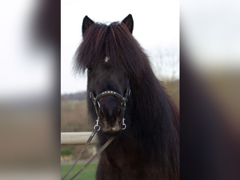 Pony Islandese Giumenta 12 Anni 138 cm Morello in Zierenberg