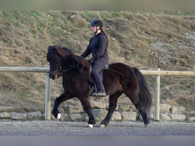 Pony Islandese Giumenta 12 Anni 138 cm Morello in Zierenberg