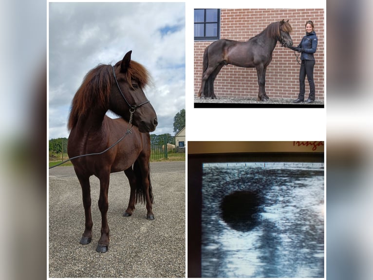 Pony Islandese Giumenta 12 Anni 138 cm Morello in Evertsoord