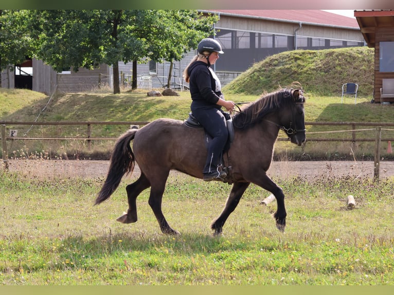 Pony Islandese Giumenta 12 Anni 139 cm Falbo in Minderlittgen