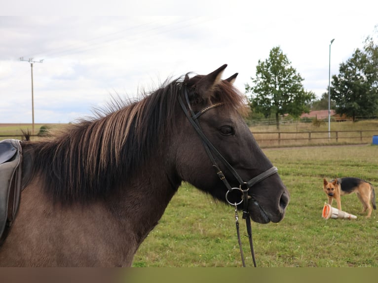 Pony Islandese Giumenta 12 Anni 139 cm Falbo in Minderlittgen