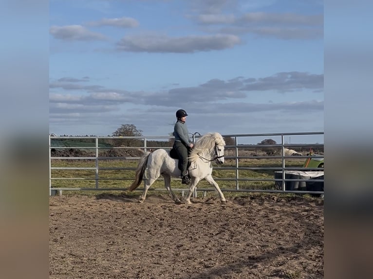 Pony Islandese Giumenta 12 Anni 139 cm Grigio in Kremmen