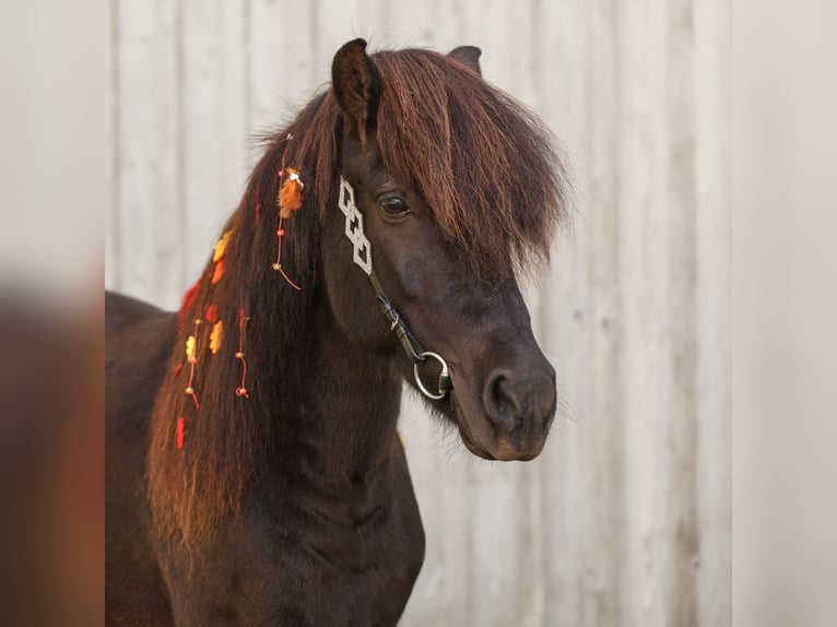Pony Islandese Giumenta 12 Anni 139 cm Morello in Ebbs Pony Islandese Giumenta 12 Anni 139 cm Morello in Ebbs