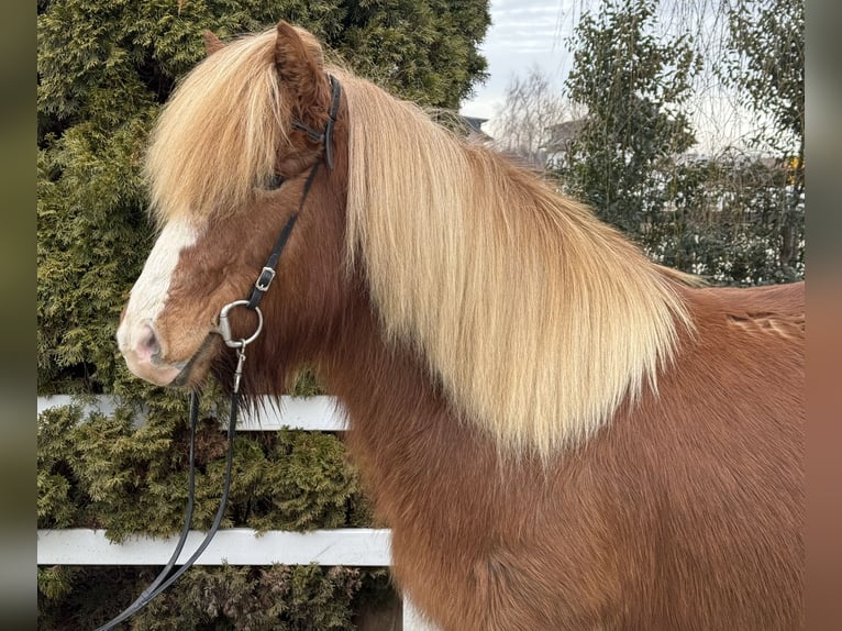 Pony Islandese Giumenta 12 Anni 139 cm Sauro in Lochen am See