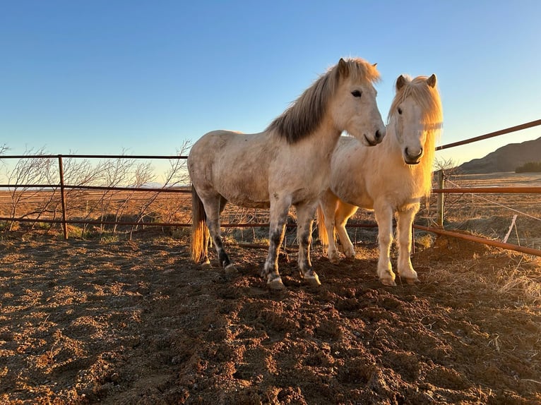 Pony Islandese Giumenta 12 Anni 140 cm Grigio in selfoss