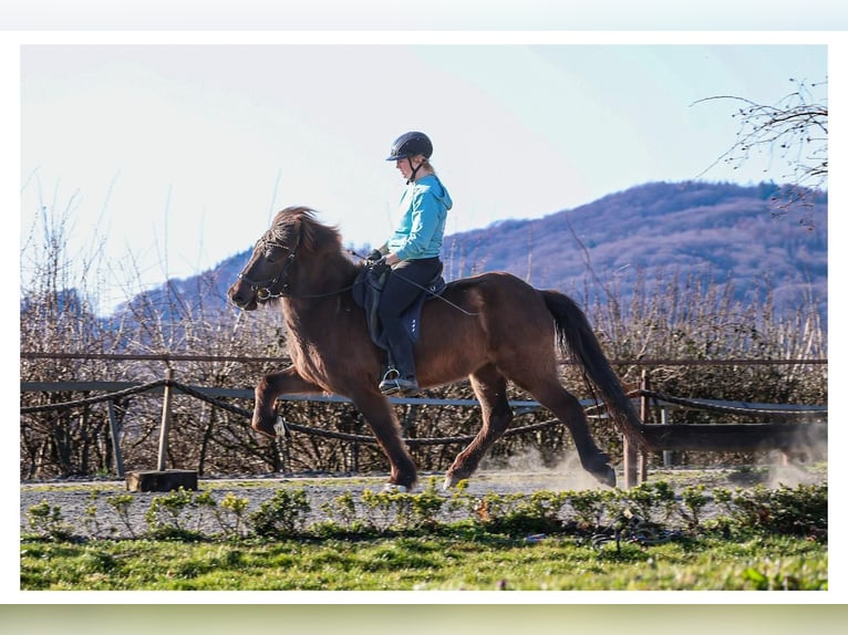 Pony Islandese Giumenta 12 Anni 140 cm Grigio in Bad Honnef
