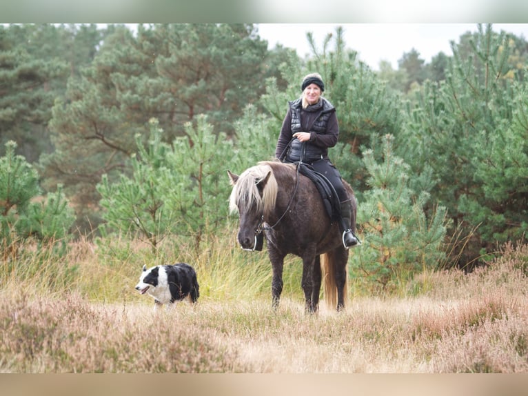 Pony Islandese Giumenta 12 Anni 141 cm in Ribbesbüttel