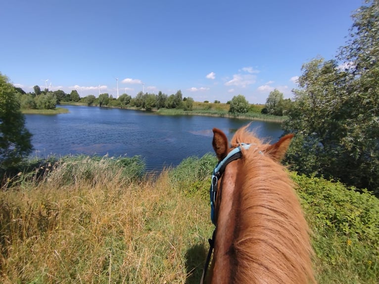 Pony Islandese Giumenta 12 Anni 141 cm Sauro in Ziepel