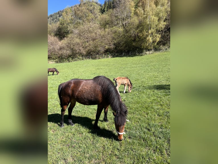 Pony Islandese Giumenta 12 Anni 142 cm Baio in Zederhaus