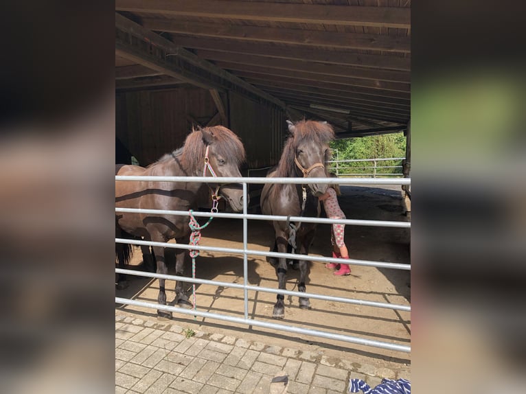 Pony Islandese Giumenta 12 Anni 142 cm in Kirchendemenreut