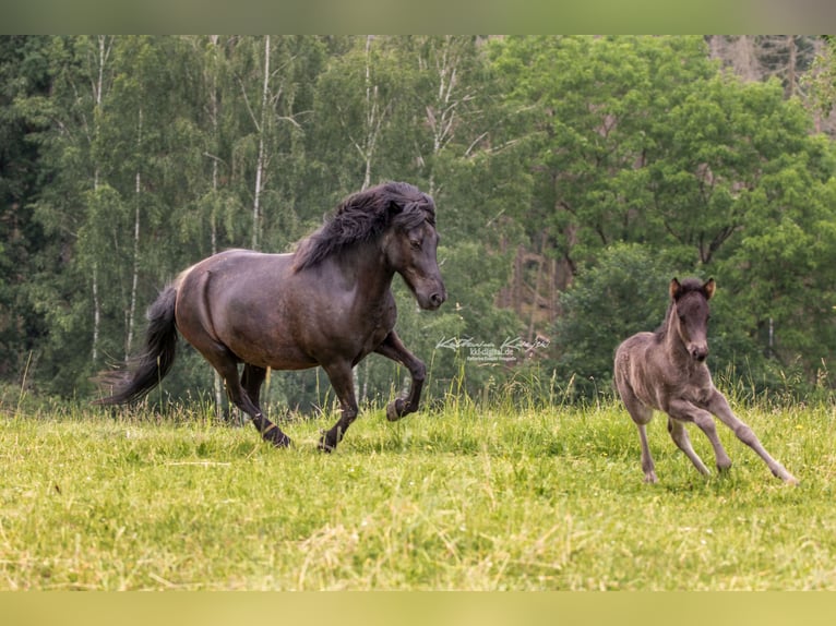 Pony Islandese Giumenta 12 Anni 142 cm Morello in Dreieich