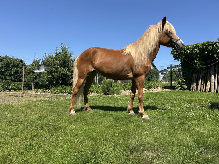 Pony Islandese Giumenta 12 Anni 142 cm Sauro in Swisttal