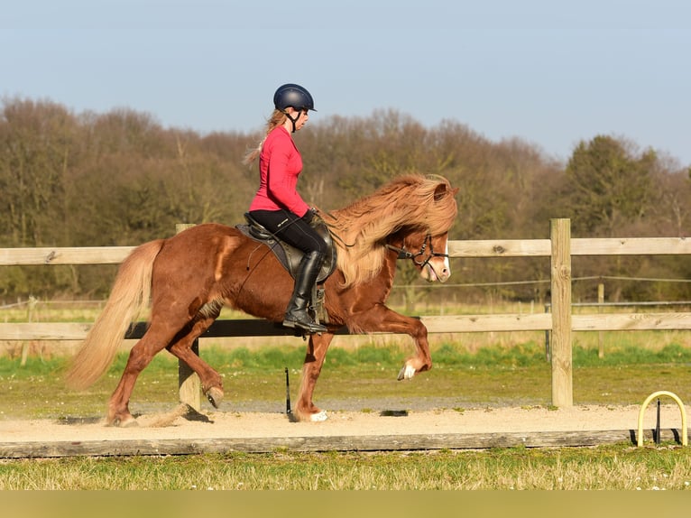 Pony Islandese Giumenta 12 Anni 142 cm Sauro in Swisttal