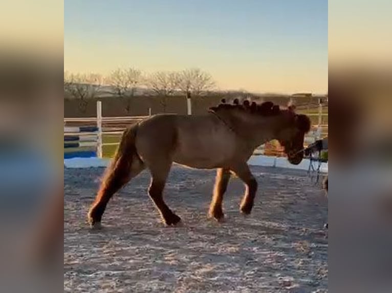 Pony Islandese Giumenta 12 Anni 143 cm Falbo in Otzberg-Habitzheim