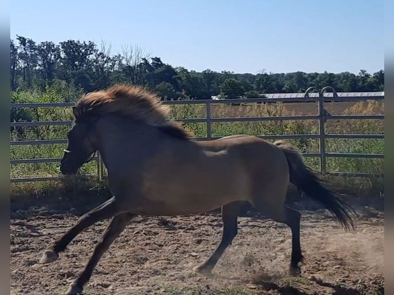 Pony Islandese Giumenta 12 Anni 143 cm Falbo in Otzberg-Habitzheim