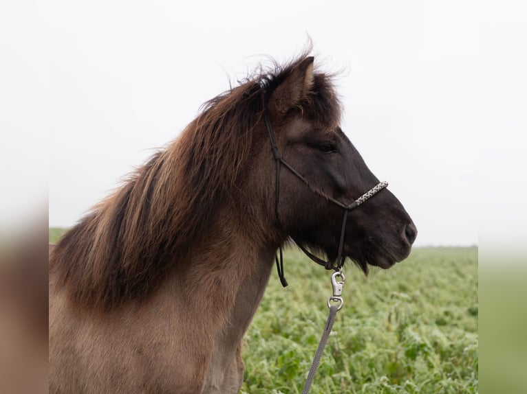 Pony Islandese Giumenta 12 Anni 143 cm Falbo in Otzberg-Habitzheim