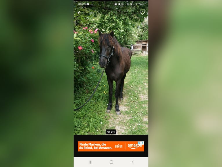 Pony Islandese Giumenta 12 Anni 143 cm Morello in Mühlacker