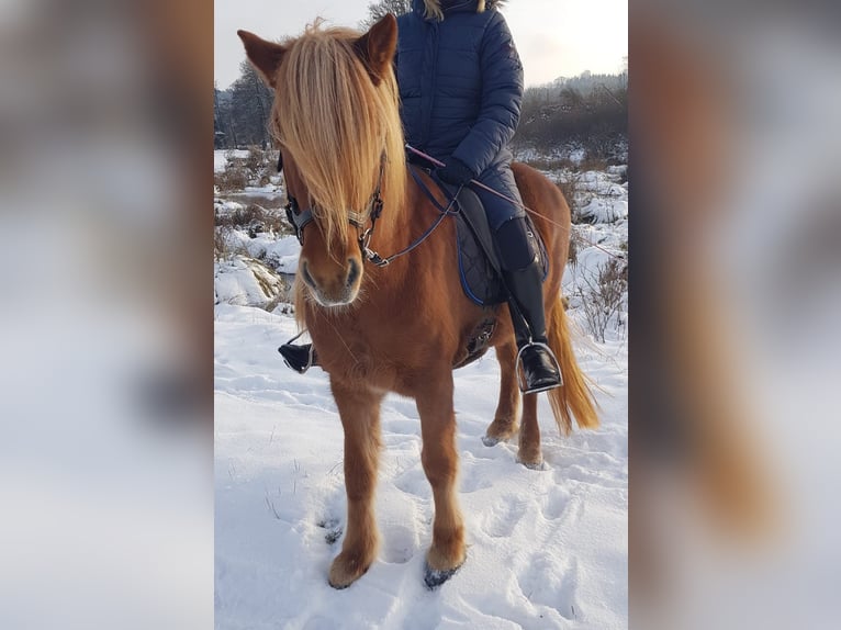 Pony Islandese Giumenta 12 Anni 152 cm Sauro in Deining