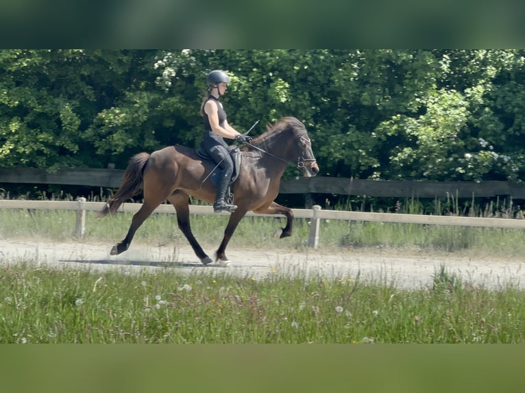 Pony Islandese Giumenta 12 Anni Baio in Neunkirchen-Seelscheid