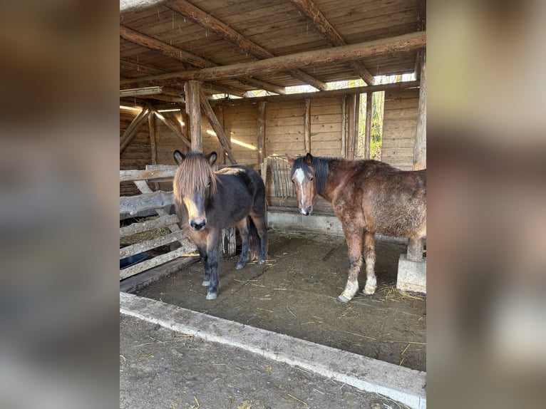 Pony Islandese Giumenta 12 Anni Baio scuro in Kassel