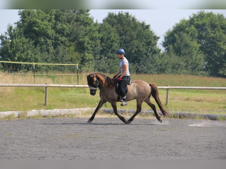 Pony Islandese Giumenta 12 Anni Falbo in Runkel