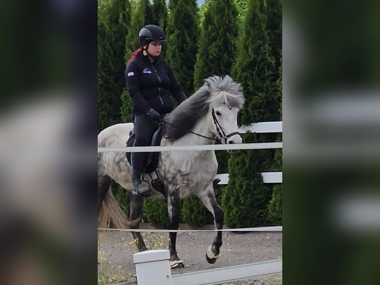 Pony Islandese Giumenta 12 Anni Grigio pezzato in OÖ/ Lochen am See