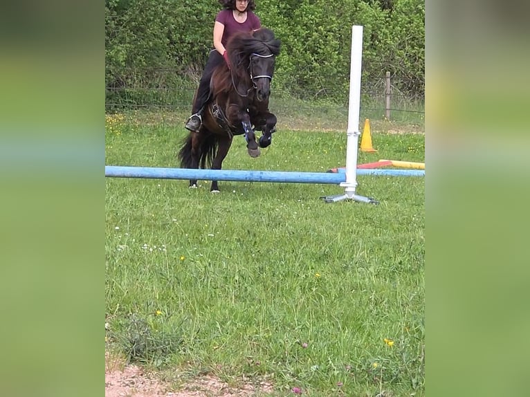 Pony Islandese Giumenta 13 Anni 130 cm Morello in Sankt Wendel