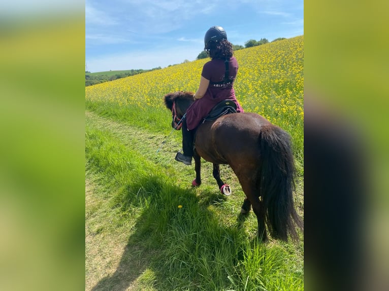 Pony Islandese Giumenta 13 Anni 130 cm Morello in Sankt Wendel