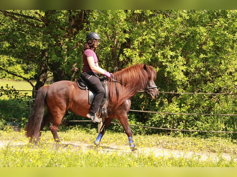 Pony Islandese Giumenta 13 Anni 130 cm Morello in Sankt Wendel