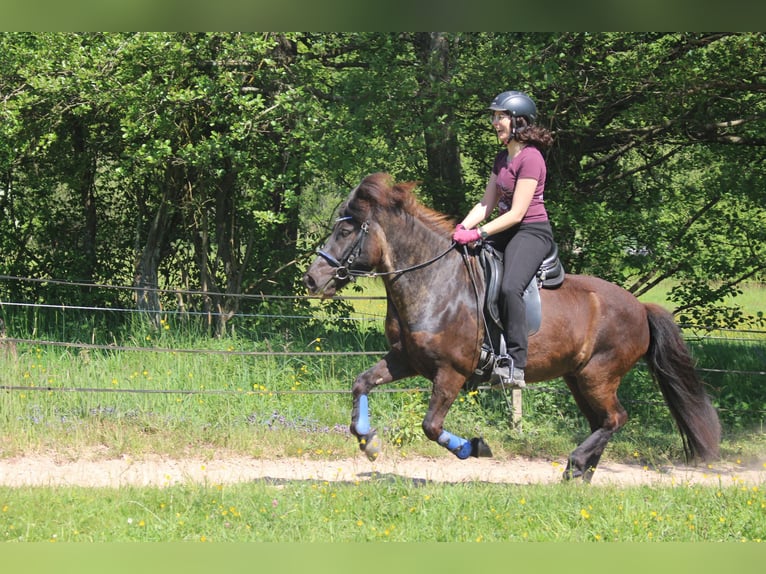 Pony Islandese Giumenta 13 Anni 130 cm Morello in Sankt Wendel