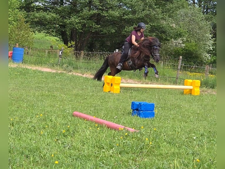 Pony Islandese Giumenta 13 Anni 130 cm Morello in Sankt Wendel