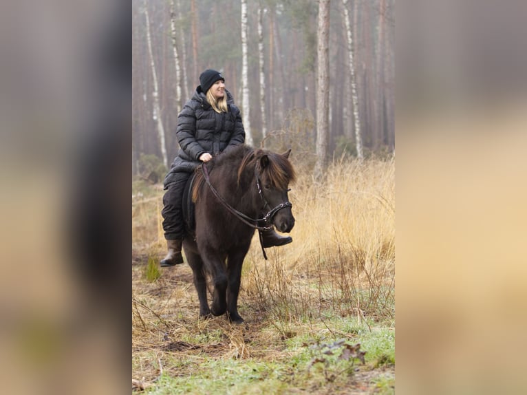 Pony Islandese Giumenta 13 Anni 131 cm Morello in Ribbesbüttel