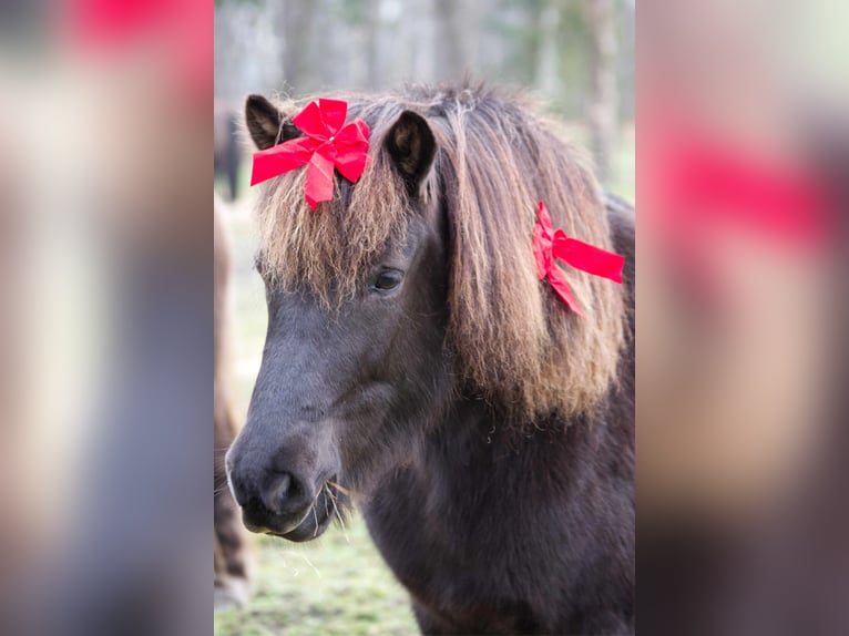 Pony Islandese Giumenta 13 Anni 131 cm Morello in Ribbesbüttel