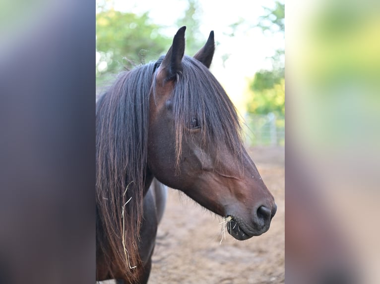 Pony Islandese Giumenta 13 Anni 134 cm Baio in Offenheim