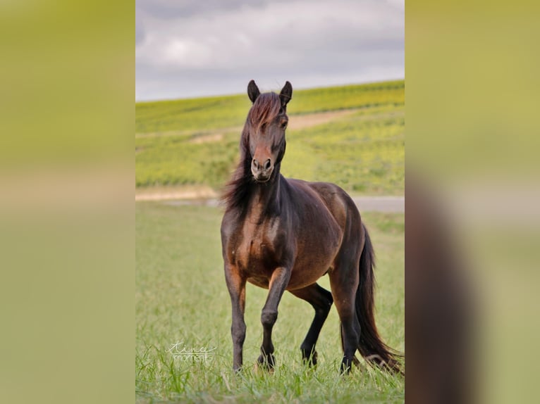 Pony Islandese Giumenta 13 Anni 134 cm Baio in Offenheim