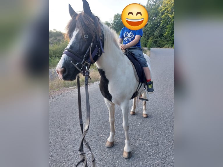 Pony Islandese Giumenta 13 Anni 136 cm Pezzato in Saarland