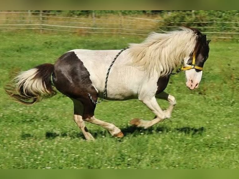 Pony Islandese Giumenta 13 Anni 136 cm Pezzato in Saarland