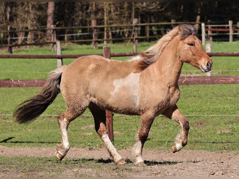 Pony Islandese Giumenta 13 Anni 136 cm Pezzato in Südlohn