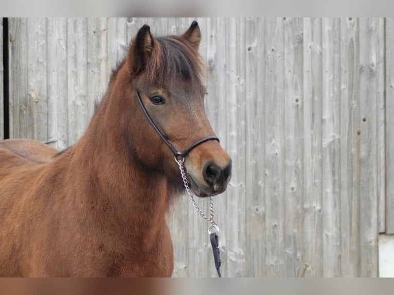 Pony Islandese Giumenta 13 Anni 138 cm Baio in Nürtingen