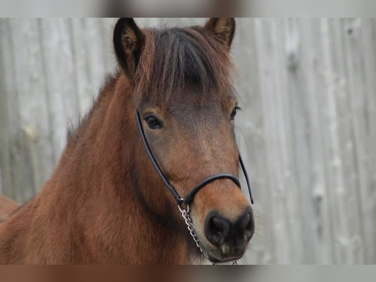 Pony Islandese Giumenta 13 Anni 138 cm Baio in Nürtingen