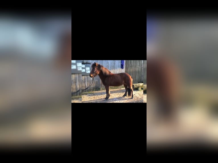 Pony Islandese Giumenta 13 Anni 138 cm Baio scuro in Bad Wildbad im Schwarzwald