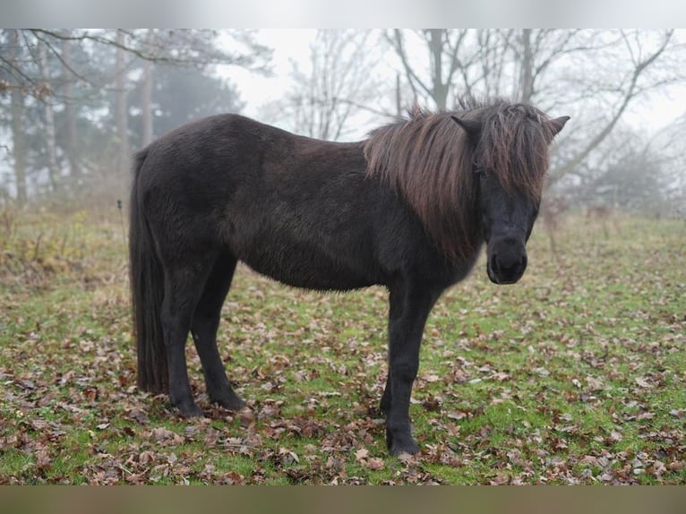 Pony Islandese Giumenta 13 Anni 138 cm Morello in Aachen