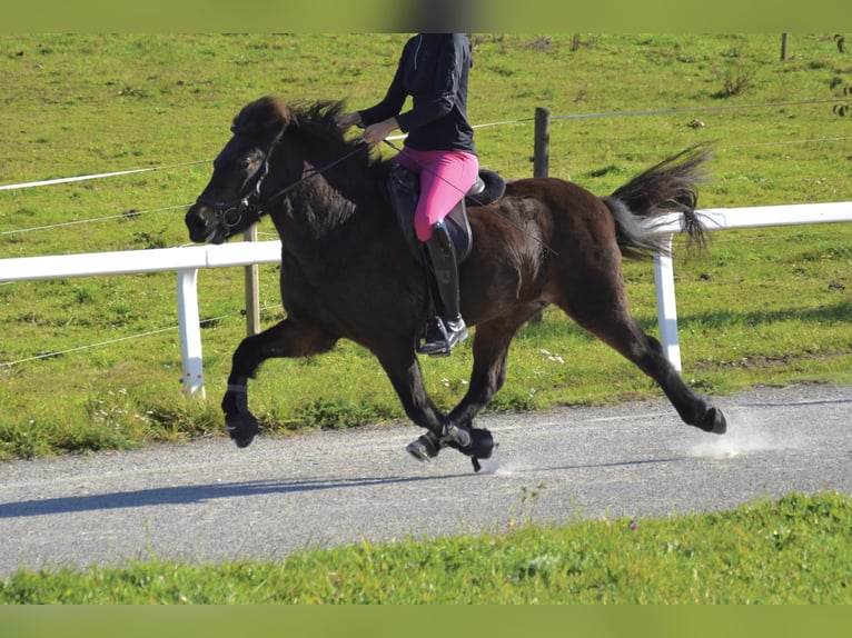 Pony Islandese Giumenta 13 Anni 139 cm Baio in Fronreute