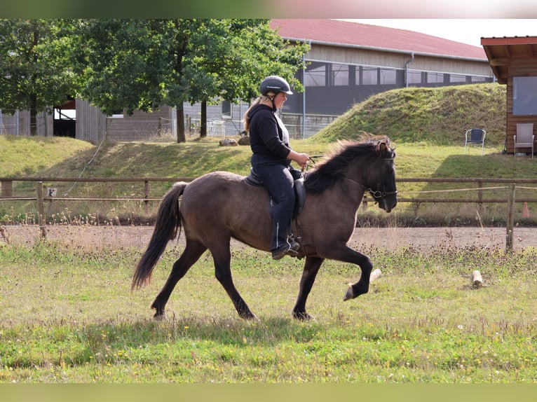 Pony Islandese Giumenta 13 Anni 139 cm Falbo in Minderlittgen