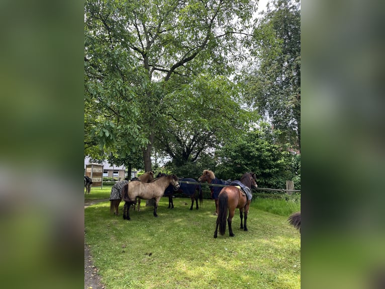 Pony Islandese Giumenta 13 Anni 139 cm Pelle di daino in Havixbeck