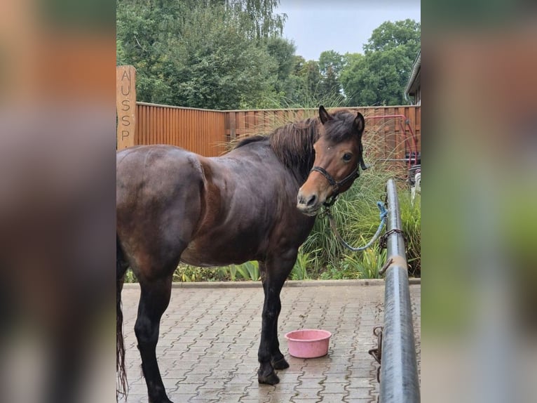 Pony Islandese Giumenta 13 Anni 140 cm Baio in Rackel