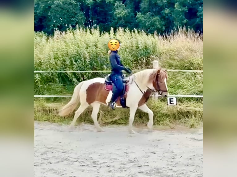 Pony Islandese Giumenta 13 Anni 140 cm Pezzato in Aurich
