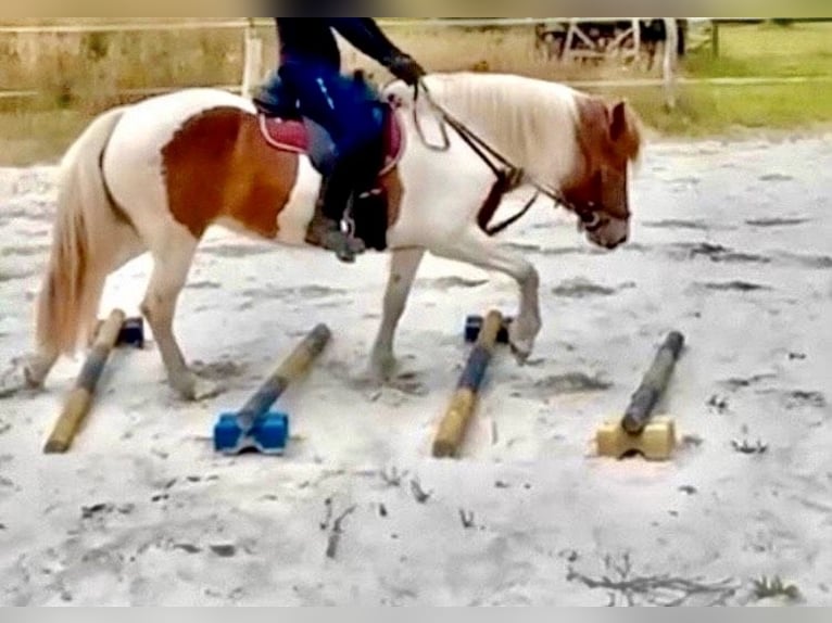 Pony Islandese Giumenta 13 Anni 140 cm Pezzato in Aurich